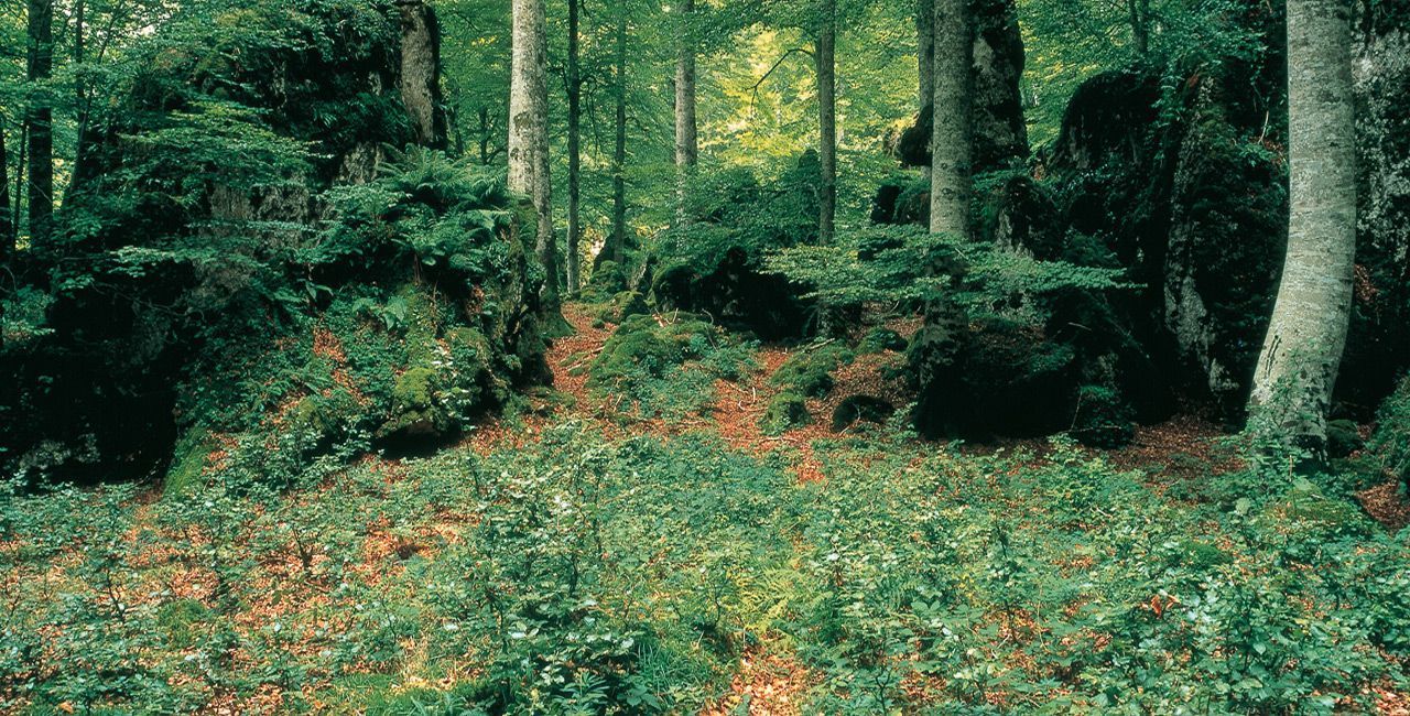 Bosque Navarra Bajamar