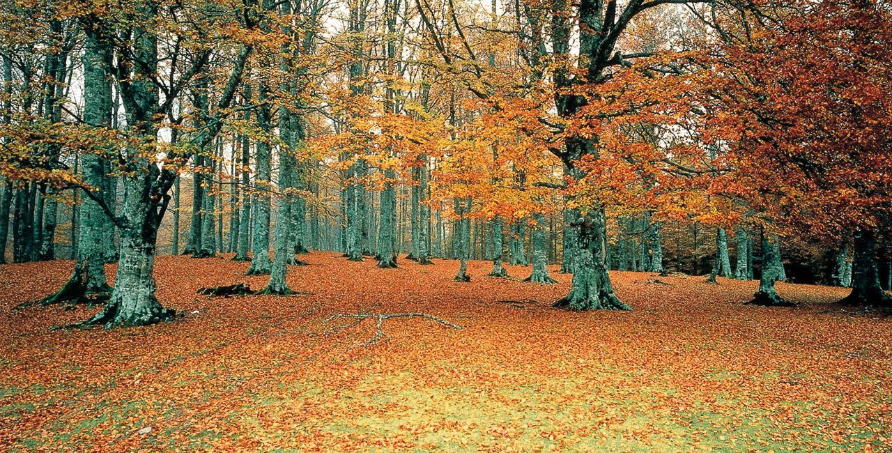 Otoño Navarra Bajamar